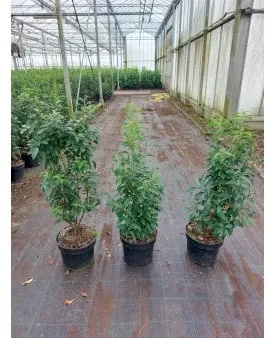 Portugisisk lagerk�f6rsb�e4r